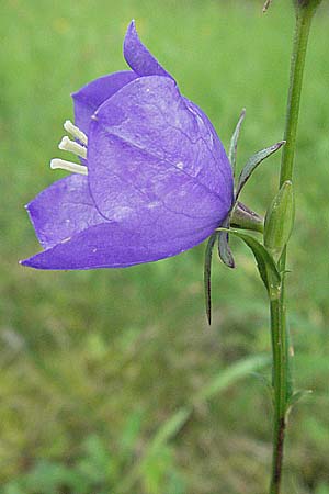 Campanula persicifolia \ Pfirsichblttrige Glockenblume / Peachleaf Bellflower, D Hemsbach 28.6.2007