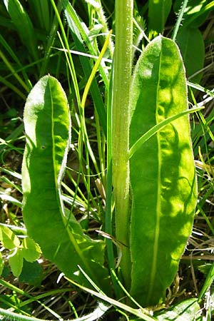 Crepis praemorsa \ Abbiss-Pippau, Trauben-Pippau / Leafless Hawk's-Beard, D Hechingen 3.6.2015