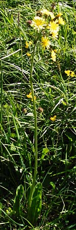 Crepis praemorsa \ Abbiss-Pippau, Trauben-Pippau / Leafless Hawk's-Beard, D Hechingen 3.6.2015