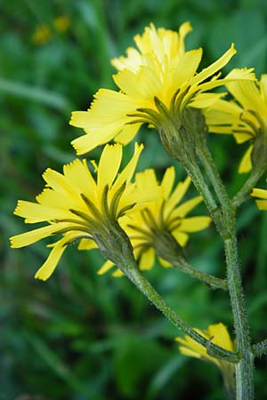 Crepis praemorsa \ Abbiss-Pippau, Trauben-Pippau / Leafless Hawk's-Beard, D Hechingen 3.6.2015