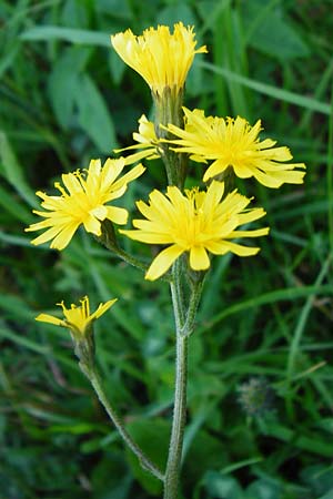 Crepis praemorsa \ Abbiss-Pippau, Trauben-Pippau, D Hechingen 3.6.2015