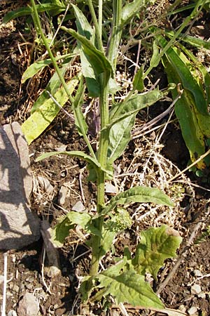 Crepis pulchra \ Glanz-Pippau, D Bad Münster am Stein - Niederhausen 6.6.2015