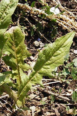 Crepis pulchra \ Glanz-Pippau, D Bad Münster am Stein - Niederhausen 6.6.2015