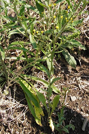 Crepis pulchra \ Glanz-Pippau, D Bad Münster am Stein - Niederhausen 6.6.2015