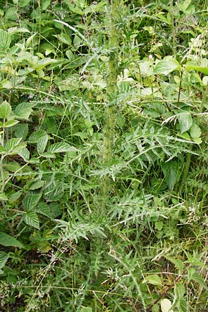 Cirsium palustre \ Sumpf-Kratzdistel / Marsh Thistle, D Odenwald, Lindenfels 16.6.2015