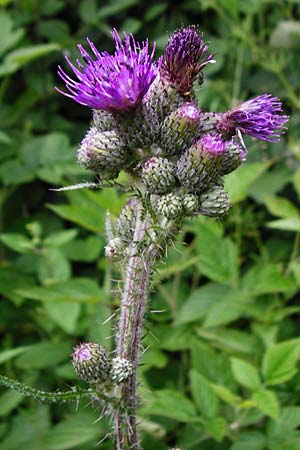 Cirsium palustre \ Sumpf-Kratzdistel, D Odenwald, Lindenfels 16.6.2015