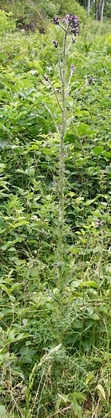 Cirsium palustre \ Sumpf-Kratzdistel / Marsh Thistle, D Odenwald, Lindenfels 16.6.2015