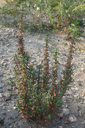 Dysphania pumilio / Clammy Goosefoot, D Mannheim 9.9.2015