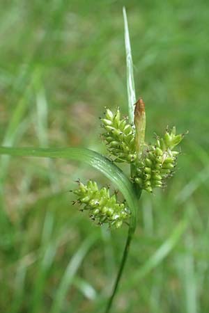 Carex pallescens / Pale Sedge, D Odenwald, Michelstadt 11.6.2016