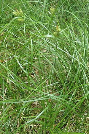 Carex pallescens \ Bleiche Segge / Pale Sedge, D Odenwald, Michelstadt 11.6.2016
