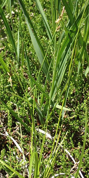 Carex pilulifera / Pill Sedge, D Pfronten 28.6.2016