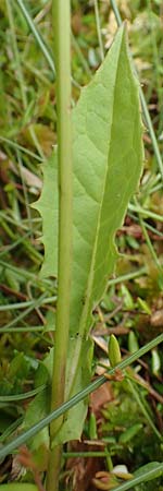 Crepis paludosa \ Sumpf-Pippau, D Pfronten 28.6.2016