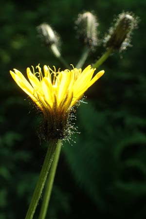 Crepis paludosa \ Sumpf-Pippau / Marsh Hawk's-Beard, D Schwarzwald/Black-Forest, Notschrei 10.7.2016