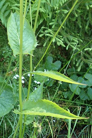 Crepis paludosa \ Sumpf-Pippau / Marsh Hawk's-Beard, D Schwarzwald/Black-Forest, Notschrei 10.7.2016