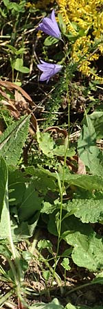 Campanula rotundifolia \ Rundblttrige Glockenblume / Harebell, D Mömlingen 10.9.2016