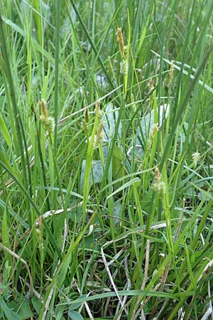 Carex pallescens / Pale Sedge, D Rödermark 13.5.2017