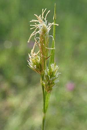 Carex pallescens / Pale Sedge, D Rödermark 13.5.2017