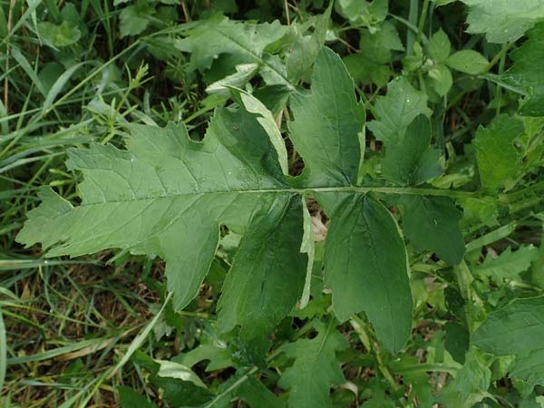 Cirsium palustre \ Sumpf-Kratzdistel, D Erlenbach am Main 20.5.2017