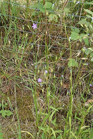 Campanula patula \ Wiesen-Glockenblume, D Odenwald, Reichelsheim 16.6.2017