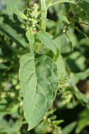 Chenopodium polyspermum \ Vielsamiger Gnsefu, D Mannheim 25.6.2017