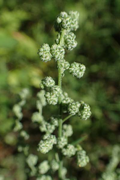 Chenopodium album subsp. pedunculare \ Stielbltiger Gnsefu / Seaport Goosefoot, D Mannheim 17.9.2017