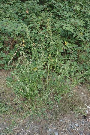 Chenopodium album subsp. pedunculare / Seaport Goosefoot, D Mannheim 23.9.2017