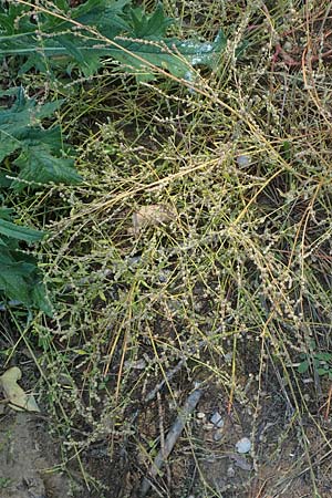 Chenopodium album subsp. pedunculare \ Stielbltiger Gnsefu / Seaport Goosefoot, D Mannheim 23.9.2017