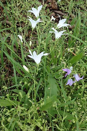 Campanula patula \ Wiesen-Glockenblume, D Gerolzhofen-Sulzheim 17.5.2018