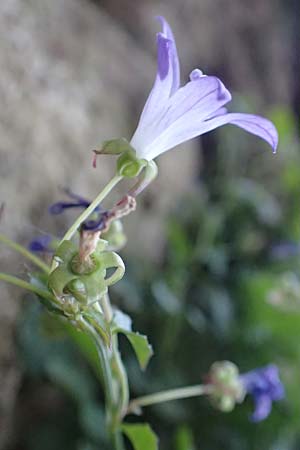 Campanula portenschlagiana \ Dalmatiner Glockenblume, Mauer-Glockenblume / Dalmatian Bellflower, D Heidelberg 10.6.2018