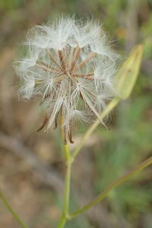 Crepis pulchra \ Glanz-Pippau / Small-Flowered Hawk's-Beard, D Eisenberg 16.6.2018