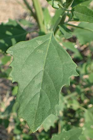 Chenopodium probstii / Probst's Goosefoot, D Bamberg 5.9.2018