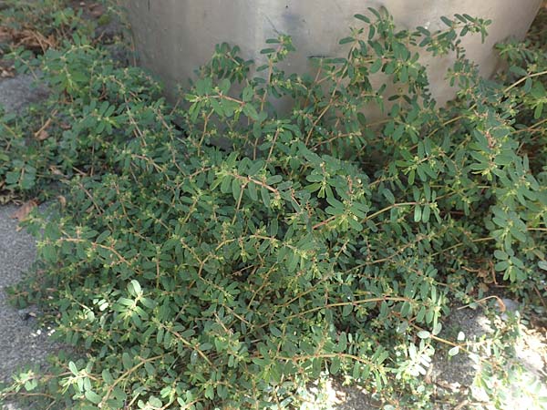 Chamaesyce maculata \ Gefleckte Wolfsmilch / Spotted Spurge, Spotted Sandmat, D Mannheim 16.9.2018