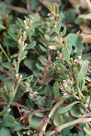 Chamaesyce prostrata / Trailing Red Spurge, Prostrate Spurge, D Mannheim 30.9.2018