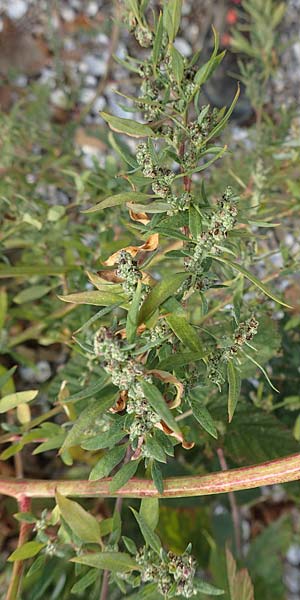 Chenopodium album / Fat Hen, D Biblis 20.10.2018