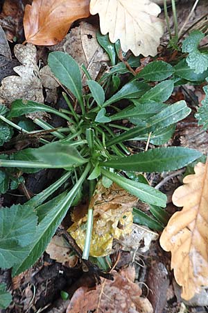 Campanula persicifolia \ Pfirsichblttrige Glockenblume / Peachleaf Bellflower, D Alsbach 27.10.2018