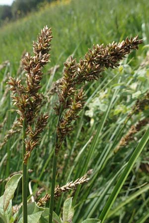 Carex paniculata / Greater Tussock Sedge, D Dietzenbach 19.5.2019