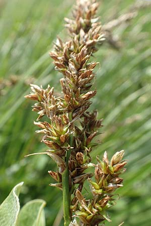 Carex paniculata / Greater Tussock Sedge, D Dietzenbach 19.5.2019