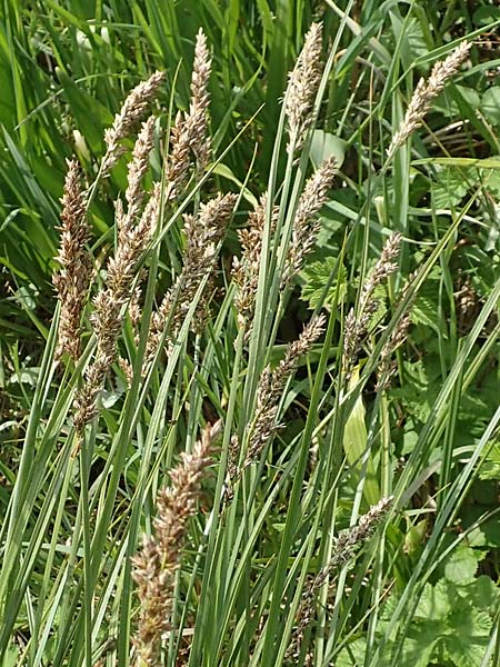 Carex paniculata \ Rispen-Segge / Greater Tussock Sedge, D Dietzenbach 19.5.2019