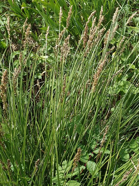 Carex paniculata \ Rispen-Segge / Greater Tussock Sedge, D Dietzenbach 19.5.2019