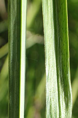 Carex paniculata \ Rispen-Segge / Greater Tussock Sedge, D Dietzenbach 19.5.2019