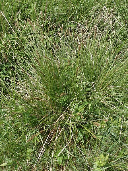 Carex paniculata / Greater Tussock Sedge, D Dietzenbach 19.5.2019