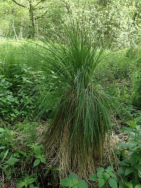 Carex paniculata \ Rispen-Segge / Greater Tussock Sedge, D Dietzenbach 19.5.2019