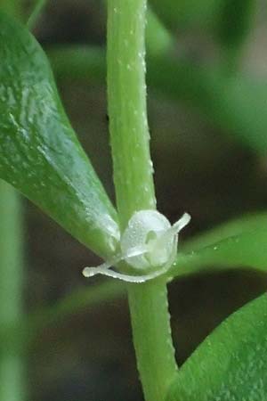 Callitriche platycarpa / Various-Leaved Water Starwort, D Zaberfeld-Leonbronn 13.9.2019