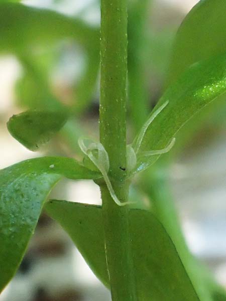 Callitriche platycarpa \ Breitfrchtiger Wasserstern / Various-Leaved Water Starwort, D Zaberfeld-Leonbronn 13.9.2019