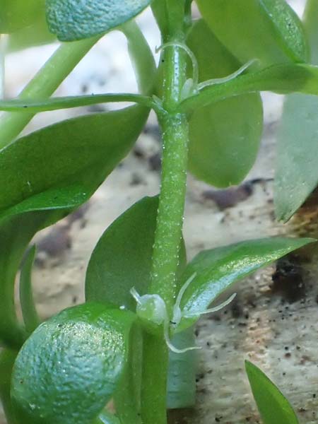 Callitriche platycarpa / Various-Leaved Water Starwort, D Zaberfeld-Leonbronn 13.9.2019