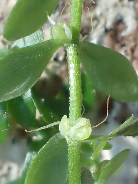 Callitriche platycarpa / Various-Leaved Water Starwort, D Zaberfeld-Leonbronn 13.9.2019