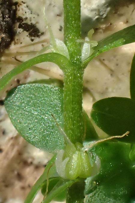 Callitriche platycarpa / Various-Leaved Water Starwort, D Zaberfeld-Leonbronn 13.9.2019