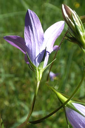 Campanula patula \ Wiesen-Glockenblume, D Kollerinsel 6.5.2020