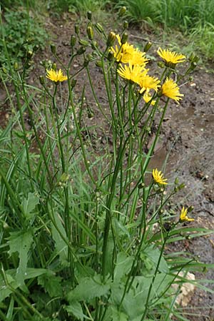 Crepis paludosa \ Sumpf-Pippau / Marsh Hawk's-Beard, D Neuleiningen 25.5.2020