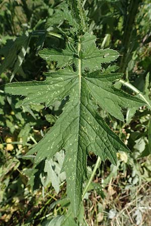 Cirsium palustre \ Sumpf-Kratzdistel, D Mannheim 1.6.2020